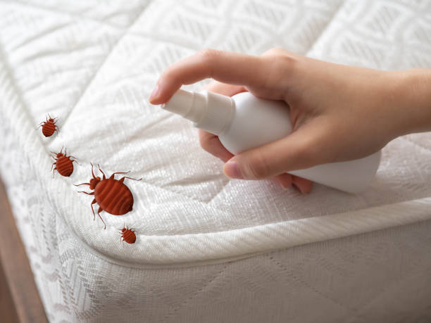 Trusted Gladeview, FL Pest Control Experts